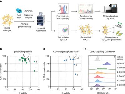 Interrogation of human microglial phagocytosis by CRISPR genome editing